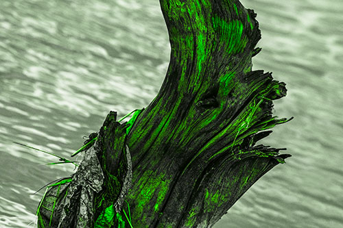 Seasick Faced Tree Log Among Flowing River (Green Tone Photo)