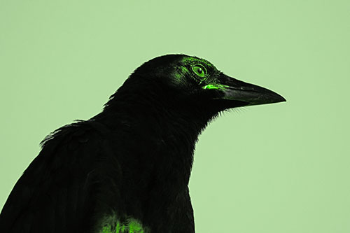 Shaded Crow Gazing Towards Sunlight (Green Tone)
