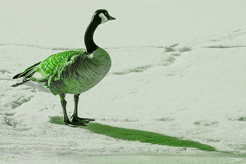 Shadow Casting Canadian Goose Standing Among Snow (Green Tone Photo)