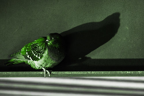Shadow Casting Pigeon Looking Towards Light (Green Tone)