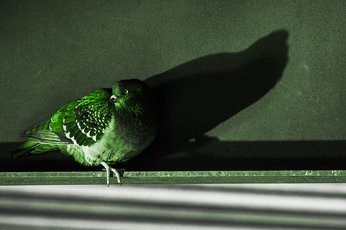 Shadow Casting Pigeon Looking Towards Light (Green Tone Photo)