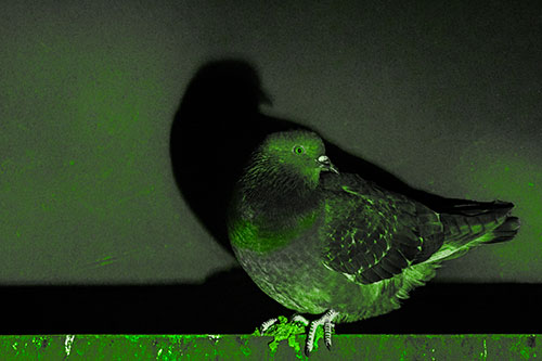 Shadow Casting Pigeon Perched Among Steel Beam (Green Tone)
