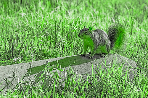 Shadow Casting Squirrel Sitting Atop Concrete Drain (Green Tone)