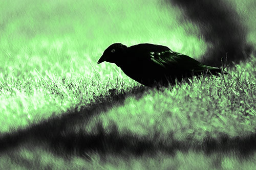 Shadow Standing Grackle Bird Leaning Forward On Grass (Green Tone Photo)