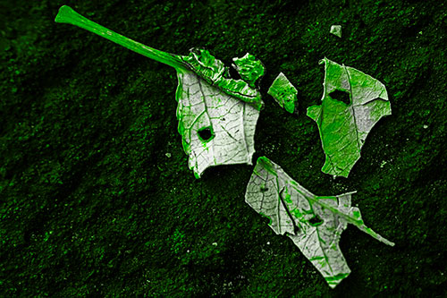 Shattered Leaf Face Separating Atop Pavement (Green Tone)