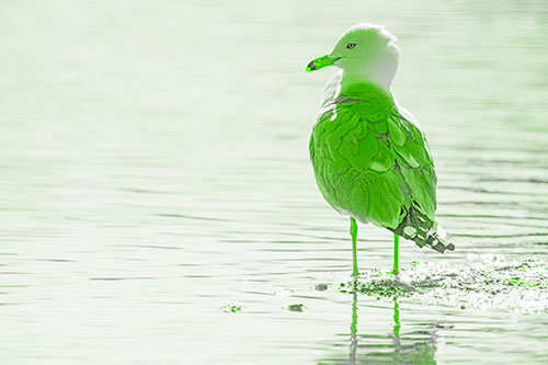 Shore Standing Seagull Watches Across Lake (Green Tone)