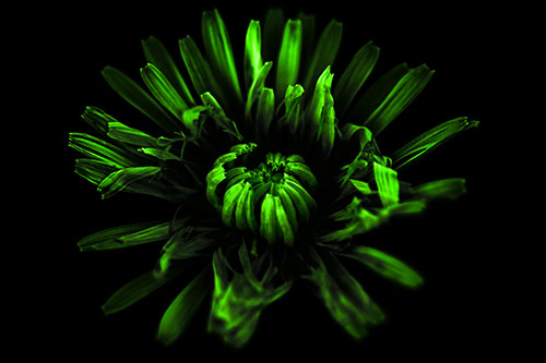 Shriveled Taraxacum Flower Blooming (Green Tone Photo)