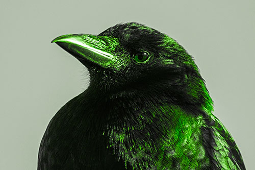 Side Glancing Crow Among Sunlight (Green Tone Photo)