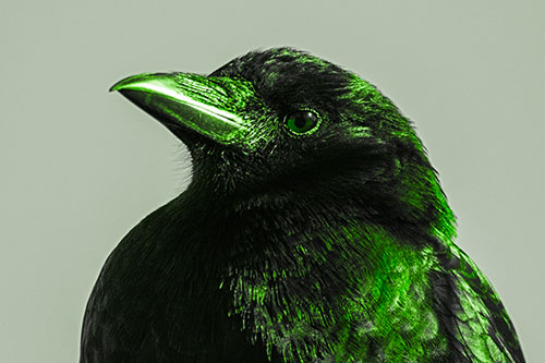 Side Glancing Crow Among Sunlight (Green Tone)
