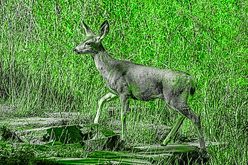 Side Glancing Mule Deer Walking Up Stepping Stones (Green Tone)