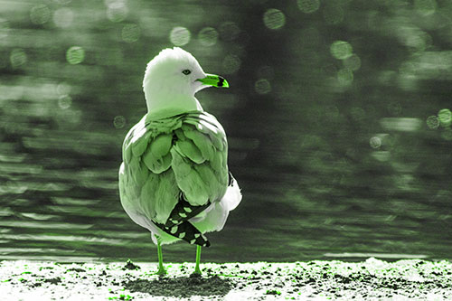 Sideways Glancing Seagull Observing Lake Surroundings (Green Tone)
