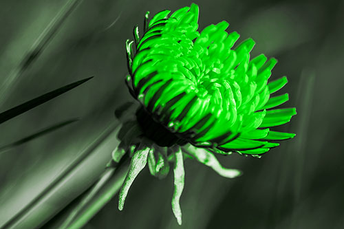 Sideways Taraxacum Flower Blooming Towards Light (Green Tone Photo)