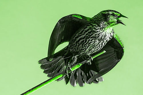 Singing Female Red Winged Blackbird Gripping Broken Cattail (Green Tone)