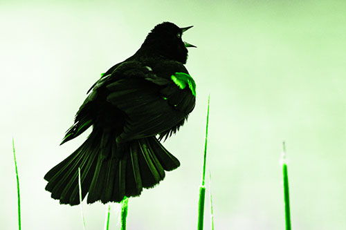 Singing Red Winged Blackbird Atop Cattail Branch (Green Tone Photo)