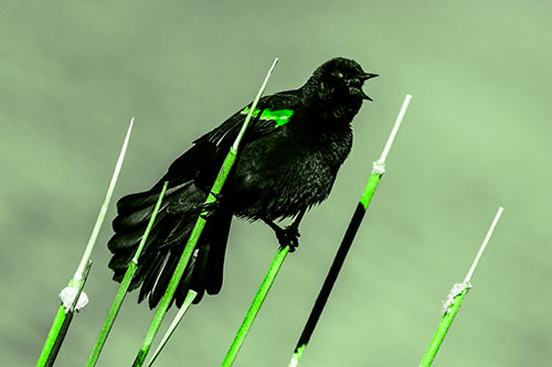 Singing Red Winged Blackbird Gripping Ahold Between Leaning Cattail Branches (Green Tone)