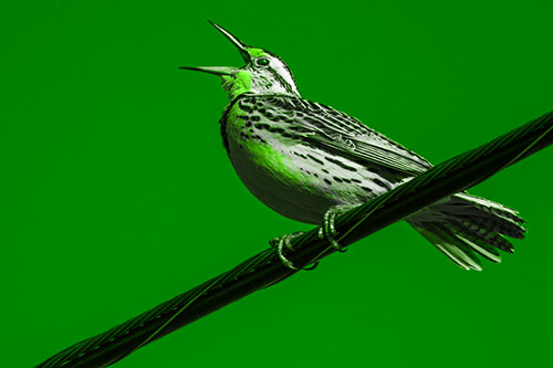 Singing Western Meadowlark Perched Atop Powerline Wire (Green Tone Photo)