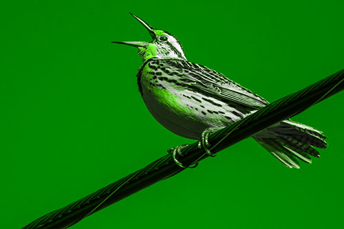 Singing Western Meadowlark Perched Atop Powerline Wire (Green Tone)