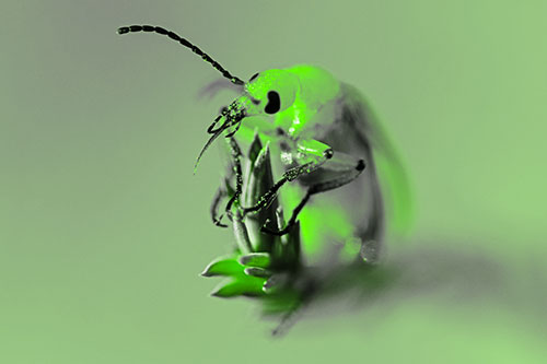 Sitting Blister Beetle Riding Plant Top (Green Tone)