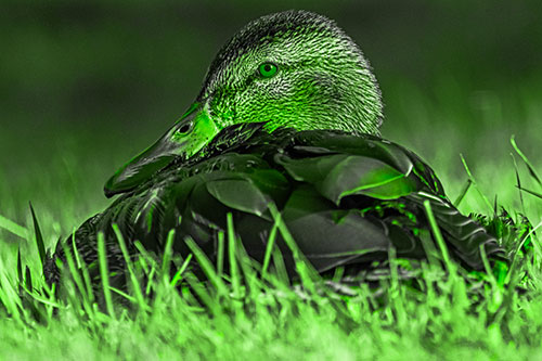 Sitting Mallard Duck Resting Among Grass (Green Tone Photo)