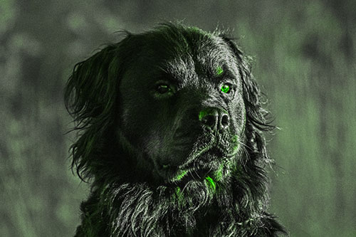 Sitting Rottweiler Dog Poses Among Sunrise (Green Tone)