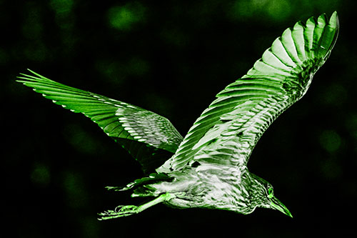 Skittish Black Crowned Night Heron Flying Towards Seclusion (Green Tone)