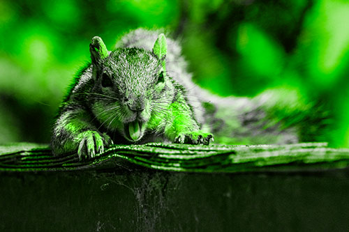 Sleepy Squirrel Yawning Among Rooftop (Green Tone)