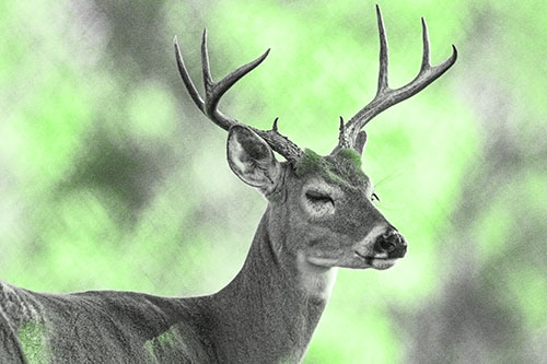 Sleepy White Tailed Deer Dreaming Among Trees (Green Tone)