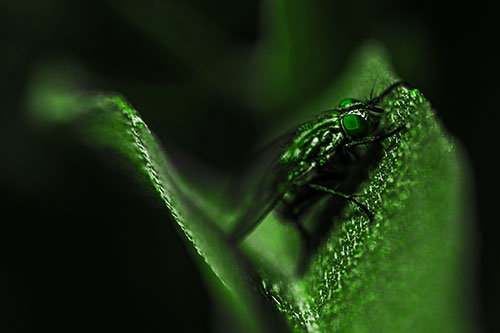Sloping Cluster Fly Hangs Onto Leaf Petal (Green Tone)