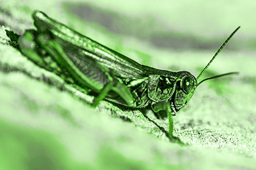 Sloping Grasshopper Enjoying Sunshine Among Tree Stump (Green Tone Photo)
