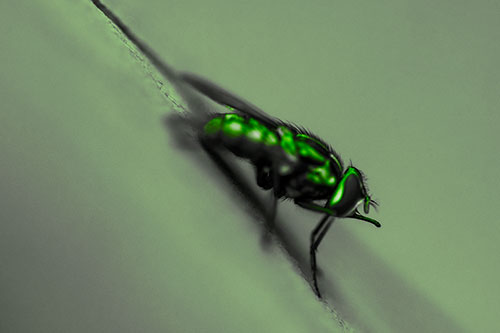 Sloping Perched Cluster Fly Cleaning Itself (Green Tone)