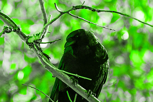 Sloping Perched Crow Glancing Downward Atop Tree Branch (Green Tone Photo)