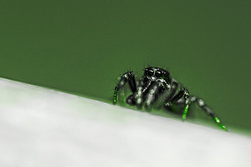 Sloping Perched Jumping Spider Watches Closely (Green Tone)