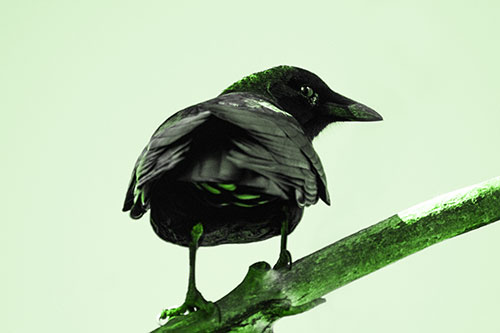 Sly Eyed Crow Glances Backward Among Tree Branch (Green Tone Photo)