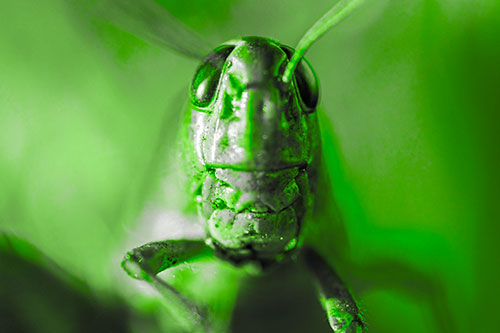 Smiling Grasshopper Enjoying Sunshine (Green Tone Photo)