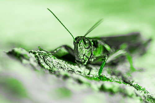 Smiling Grasshopper Grabbing Ahold Tree Stump (Green Tone Photo)