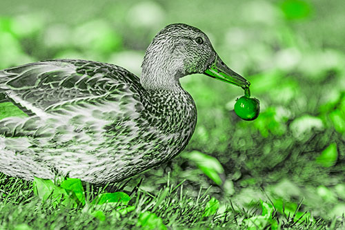 Smiling Mallard Duck Carries Cherry Across Grass (Green Tone)