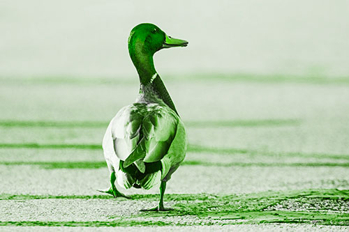 Smiling Mallard Duck Walking Down Sidewalk (Green Tone Photo)