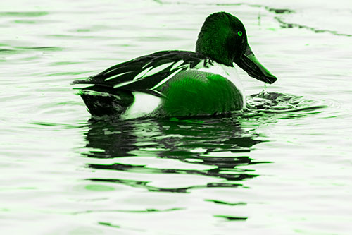Smiling Northern Shoveler Duck Swimming Calm River Water (Green Tone Photo)