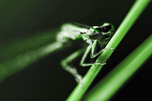 Snarling Damselfly Hangs Onto Grass Blade (Green Tone)