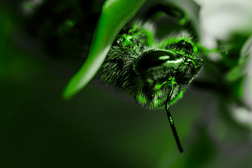 Snarling Honey Bee Clinging Flower Petal (Green Tone Photo)