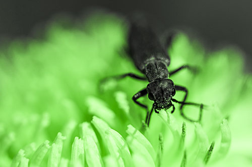 Snarling Oedemera Beetle Eating Dandelion Pollen (Green Tone)