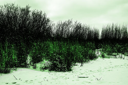 Snow Covered Tall Grass Surrounding Trees (Green Tone Photo)