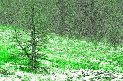 Snow Covers Dead Christmas Tree (Green Tone Photo)