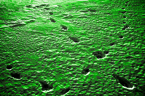 Snow Footprint Trails Crossing Paths (Green Tone Photo)