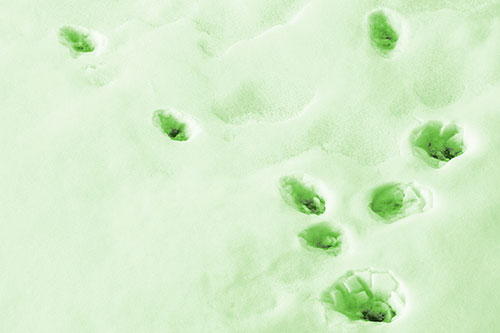 Snowy Animal Footprints Changing Direction (Green Tone Photo)