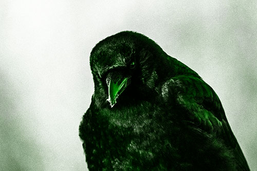 Snowy Beaked Crow Hunched Over (Green Tone Photo)