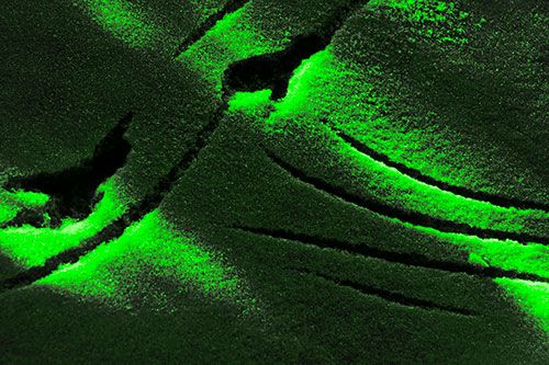 Snowy Bird Footprint Claw Marks (Green Tone Photo)