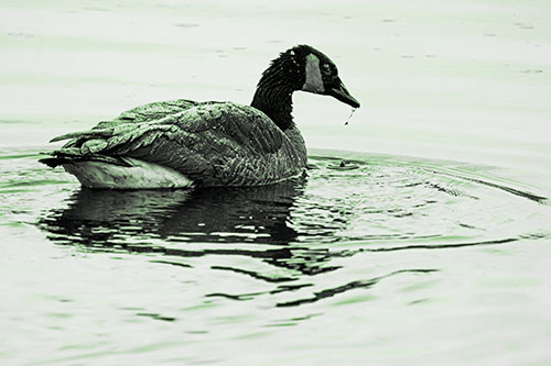 Snowy Canadian Goose Dripping Water Off Beak (Green Tone Photo)