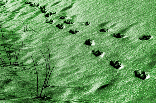 Snowy Footprints Along Dead Branches (Green Tone Photo)