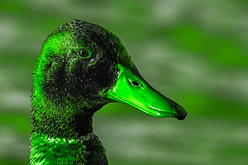 Soaked Male Mallard Duck Watching Among Lake (Green Tone)